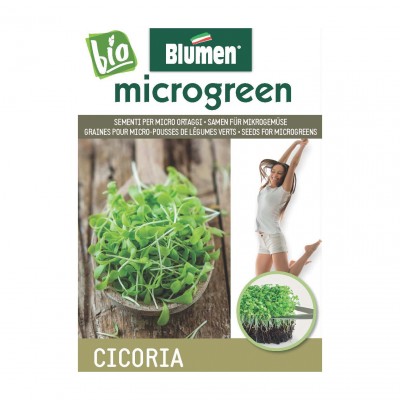 Blumen semi bio per micro ortaggi cicoria